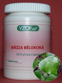 BREZA PREVISNUTÁ - 50 kapsúl | YZOP
