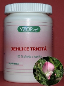 Ihlice tŕnistá - 50 kapsúl | YZOP