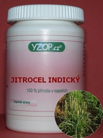 JITROCEL INDICKÝ (PSYLLIUM) - 50 kapsúl | YZOP