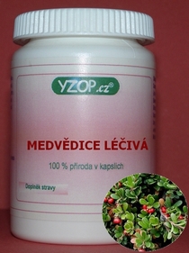 MEDVEDICA LEKÁRSKA - 50 kapsúl | YZOP