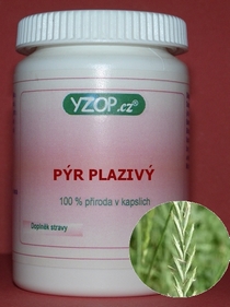 PÝR PLAZIVÝ - 50 kapsúl | YZOP
