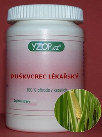 PUŠKVOREC VŠEOBECNÝ - 50 kapsúl | YZOP