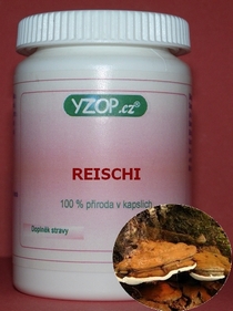 LESKLOKORKA LESKLÁ (REISHI) - 50 kapsúl | YZOP