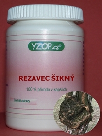 ČAGA - REZAVEC ŠIKMÝ - 50 kapsúl | YZOP