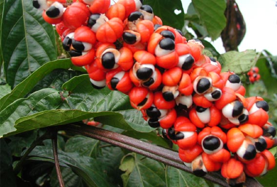 GUARANA mletý plod | Centrum bylín